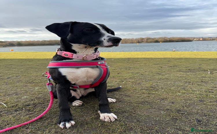 Mixed Breed dogs - Advert 4