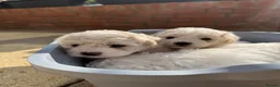 Bichon Frise dogs for sale: ☁️ Little Clouds Looking for Their Forever Home ☁️ - Advert 17