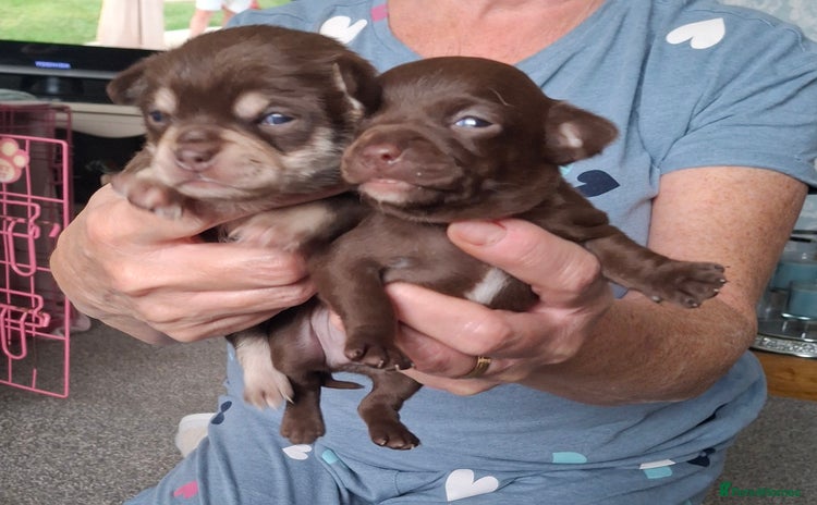 Chihuahua dogs - Advert 13