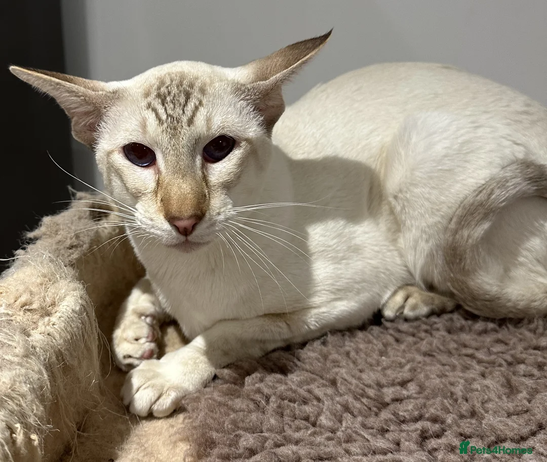 Siamese cats for sale: Gorgeous Tabby Point Male - Active Register - Advert 3