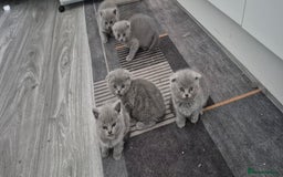 Scottish Fold cats for sale: Scottish fold short hair  Kittens  - Image 5