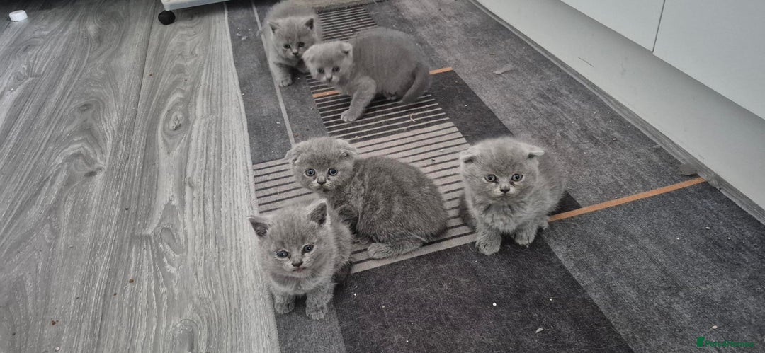 Scottish Fold cats for sale: Scottish fold short hair  Kittens  - Image 5