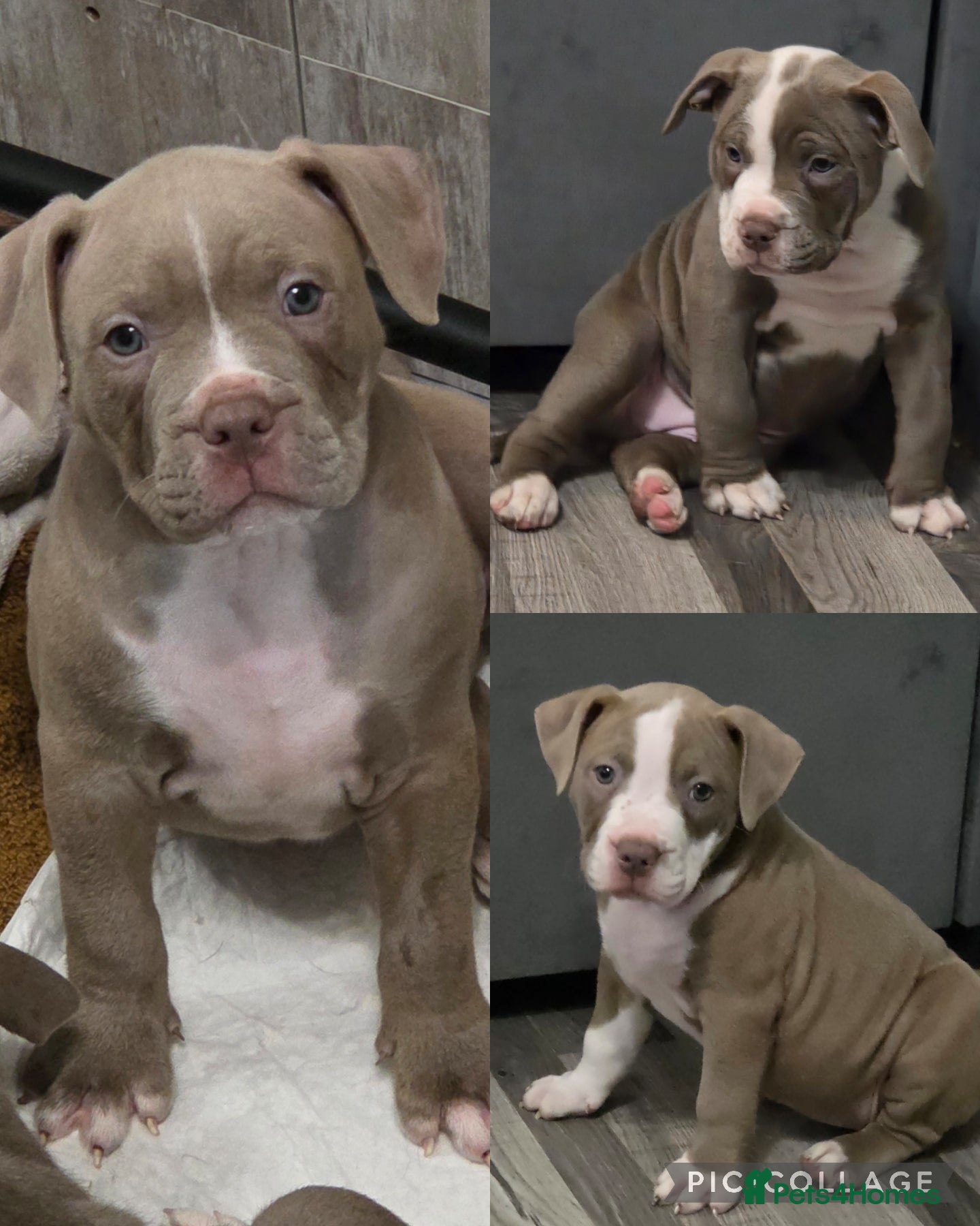 Mixed Breed dogs Old english bulldog cross american bulldog 😍❤️  - Advert 9