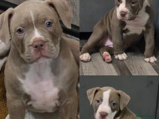 Mixed Breed dogs Old english bulldog cross american bulldog 😍❤️ - Advert 9