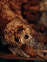 Cavapoo dogs - Advert 16
