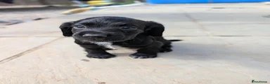 Cocker Spaniel 2