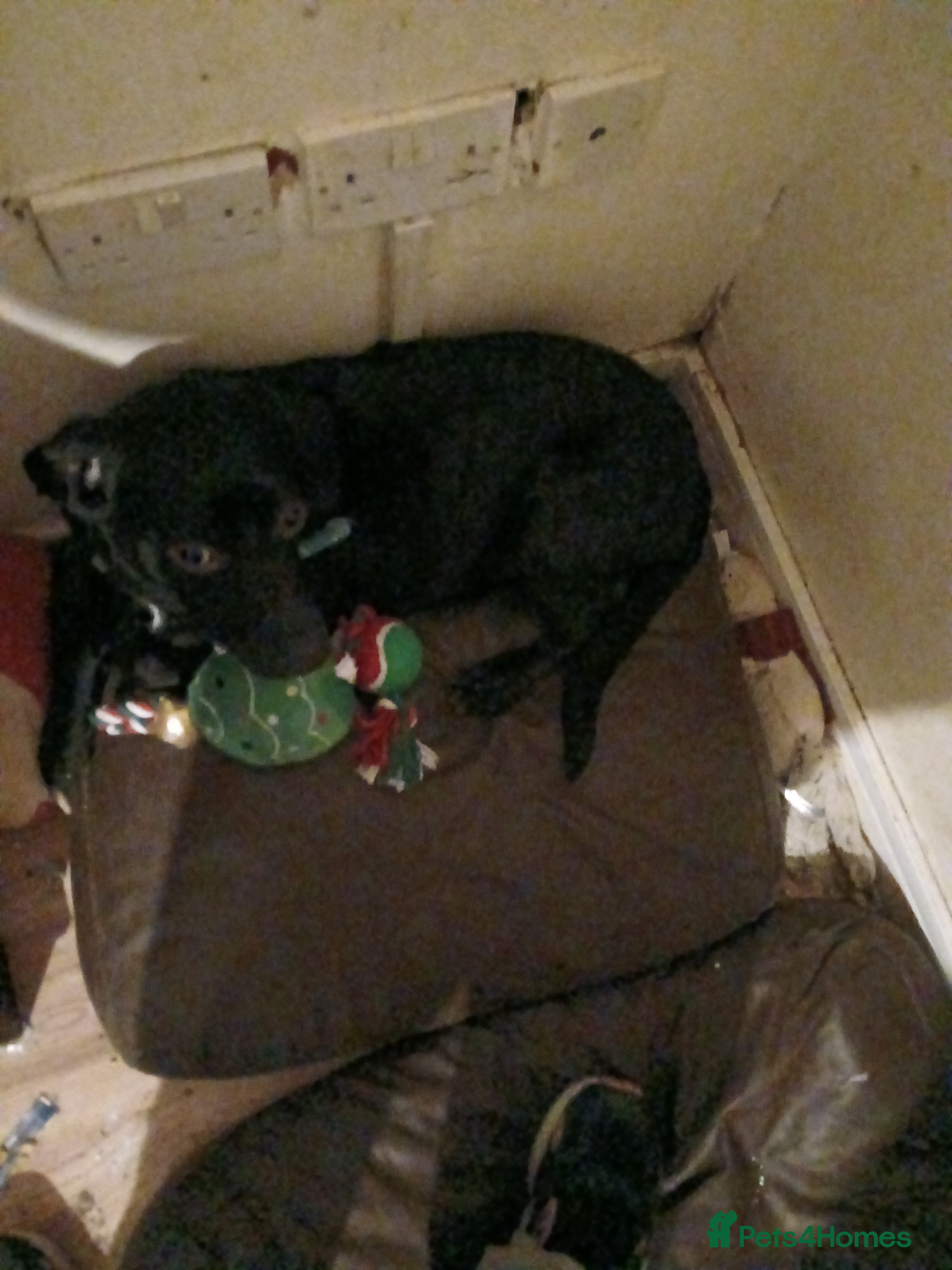 Mixed Breed dogs Bandit. - Advert 2