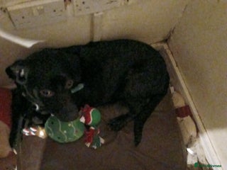 Mixed Breed dogs Bandit. - Advert 1