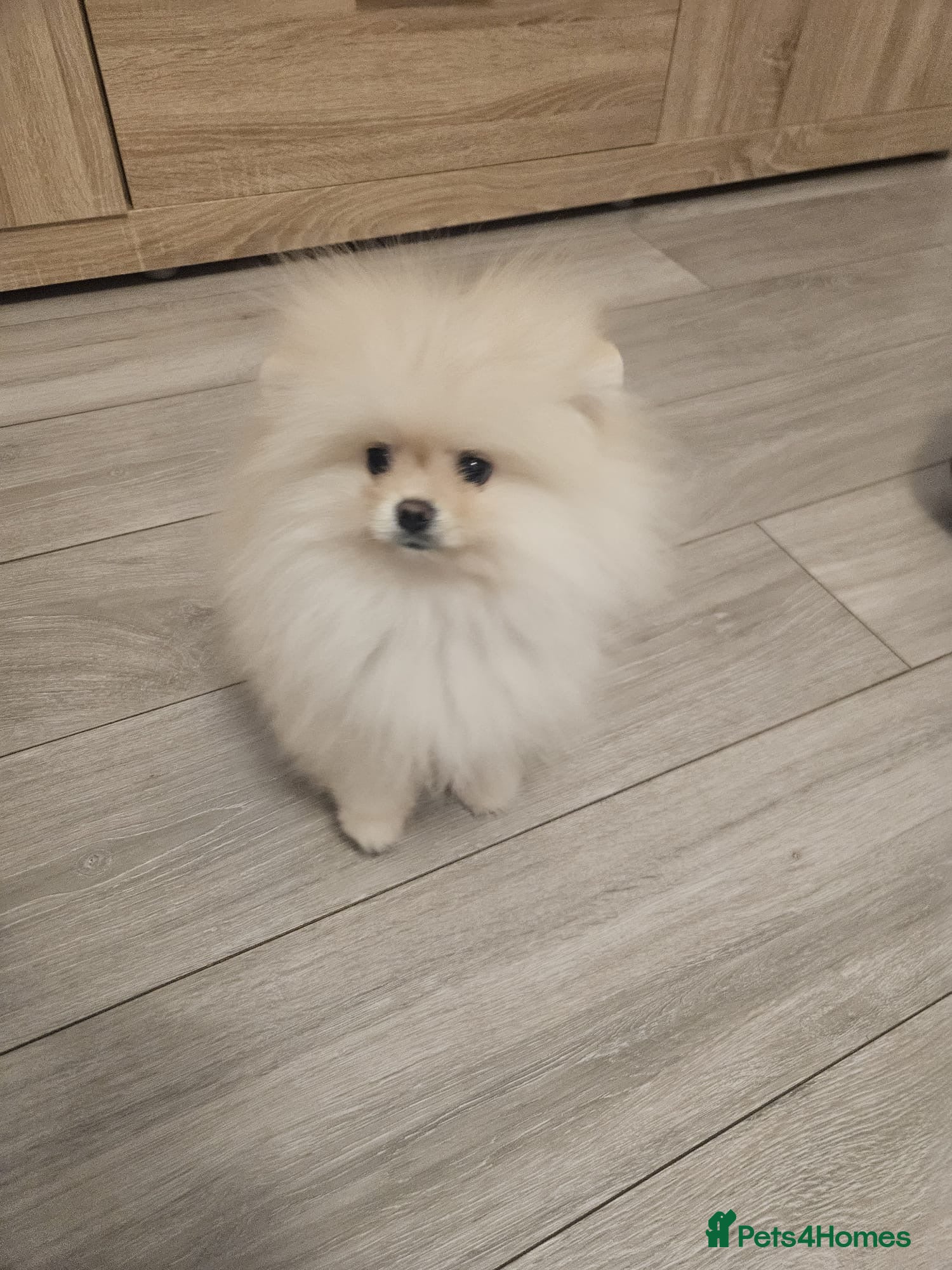 Pomeranian dogs 6 month old Pomeranian male  - Advert 3