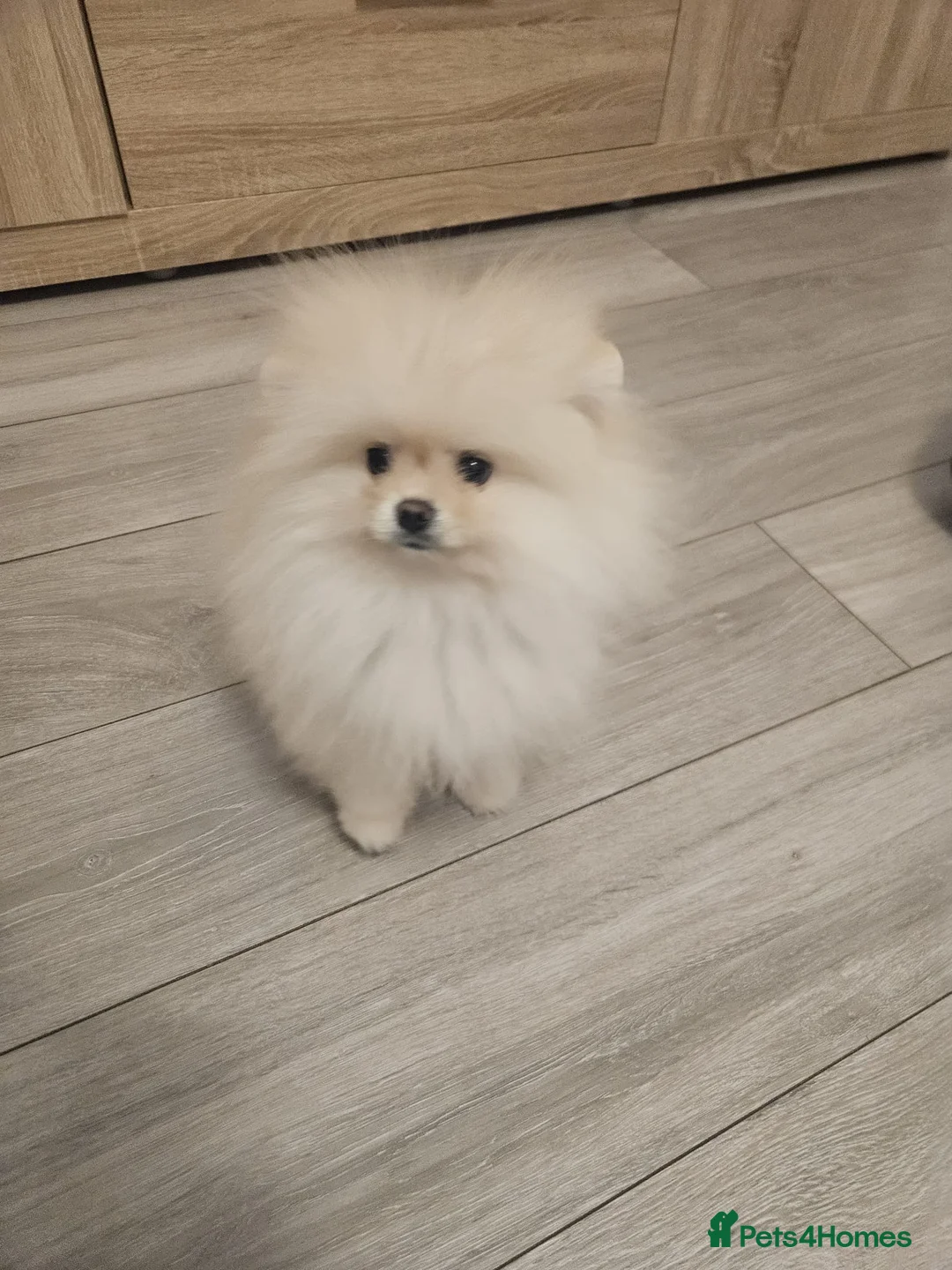 Pomeranian dogs for sale: 6 month old Pomeranian male  in Liversedge - Advert 1