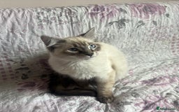 Siamese cats for sale: Siamese cross ragdoll adorable and cutest kittens  - Image 7