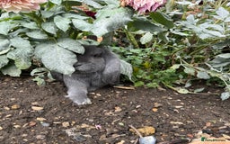 French Lop rabbits for sale: Blue Giant French Lop Male 11 months 🐰  - Image 3