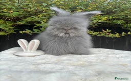 Angora rabbits for sale: Harlequin and blue (grey ) angoras  - Image 12