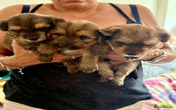 Yorkshire Terrier dogs for sale: Beautiful Chocolate Orange Yorkshire Terriers - Image 1