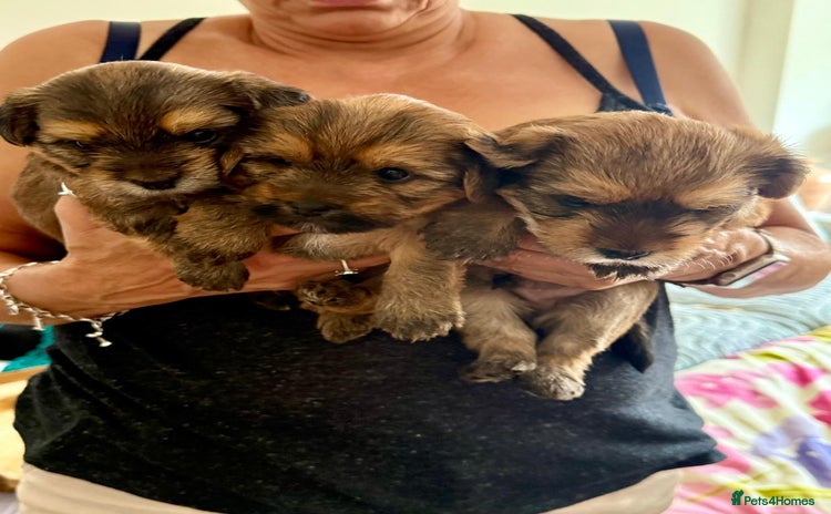 Yorkshire Terrier dogs - Advert 1