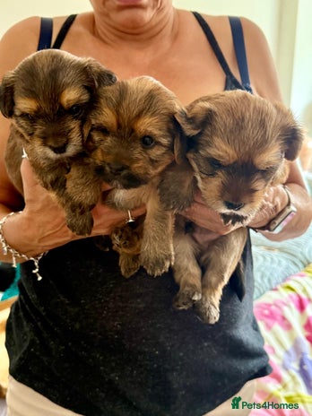 Yorkshire Terrier dogs - Advert 1