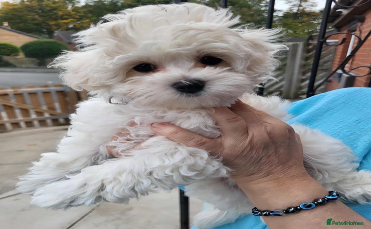 Maltipoo dogs - Advert 3