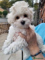 Maltipoo dogs - Advert 10