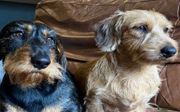 Dachshund dogs for sale: Short backed wire-haired dachshunds - Image 2