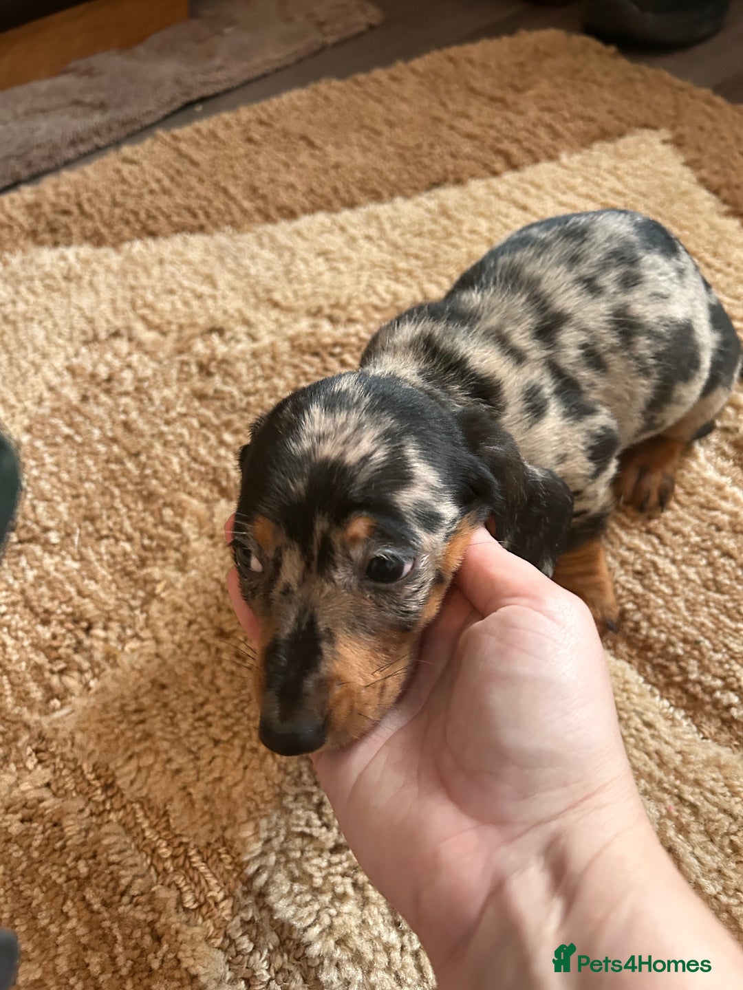 Miniature Dachshund dogs for sale: Dachshund puppies boys and girls ready now - Advert 7