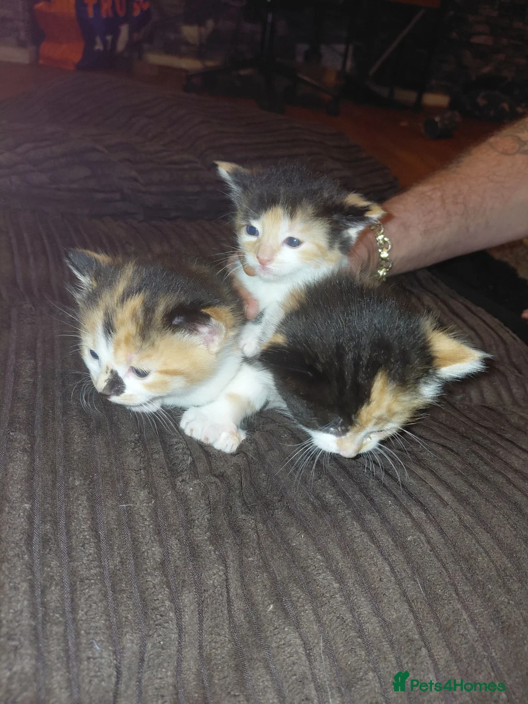 American Shorthair cats for sale: Fluffy kittens  in Walsall - Advert 2