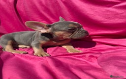 French Bulldog dogs for sale: 🔥READY TODAY Quality KC French Bulldog Puppies✨🔥 - Image 30
