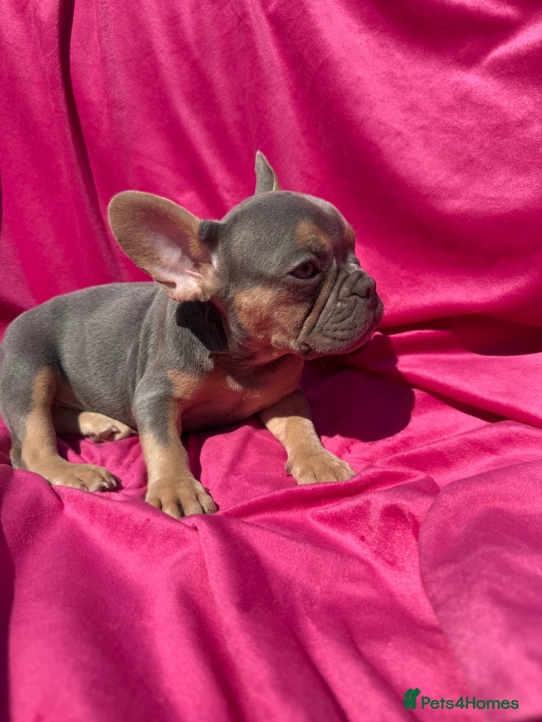 French Bulldog dogs for sale: 🔥READY TODAY Quality KC French Bulldog Puppies✨🔥 - Image 30