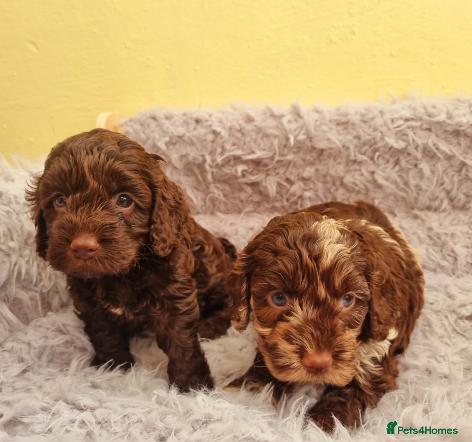Cockapoo dogs for sale: 🩷🩵 Ready now 2 Girls & 1 Boy🩵🩷 - Advert 1