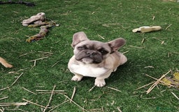 French Bulldog dogs for adoption: 💓🐶 MARGO, MISTY & MONTI💙 - Image 5