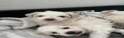 Bichon Frise dogs for sale: Bichon frinse puppy’s looking for a good home  in Alfreton - Advert 6