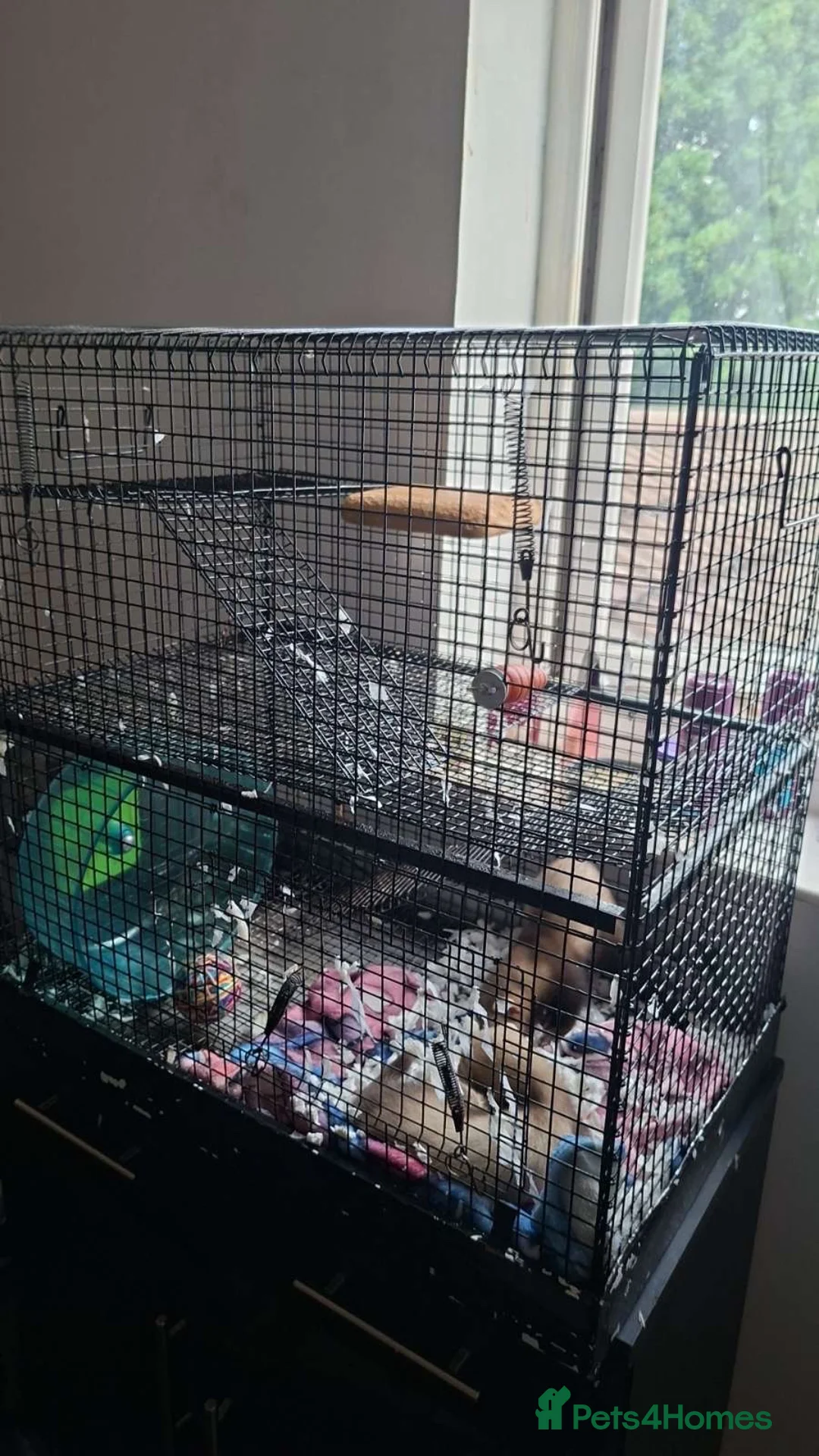 Ferret rodents for sale: 2 hobs  - Advert 5