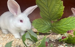 Mixed Breed rabbits for sale: Baby bunnies.  Dwarf x New Zealand - Image 1