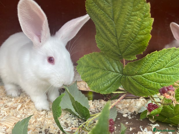 Mixed Breed rabbits - Advert 1