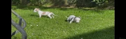 Whippet dogs for sale: Whippet puppy’s  in Beaworthy - Advert 18