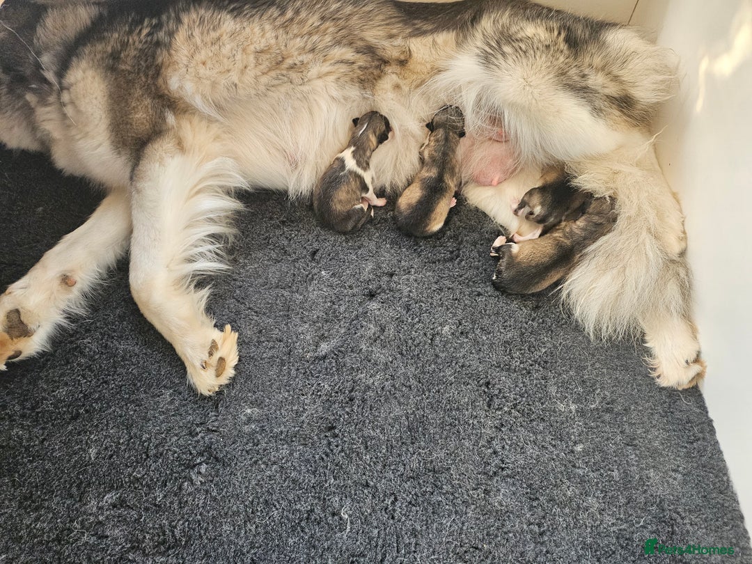 Alaskan Malamute dogs for sale: Alaskan Malamute puppies  - Image 7
