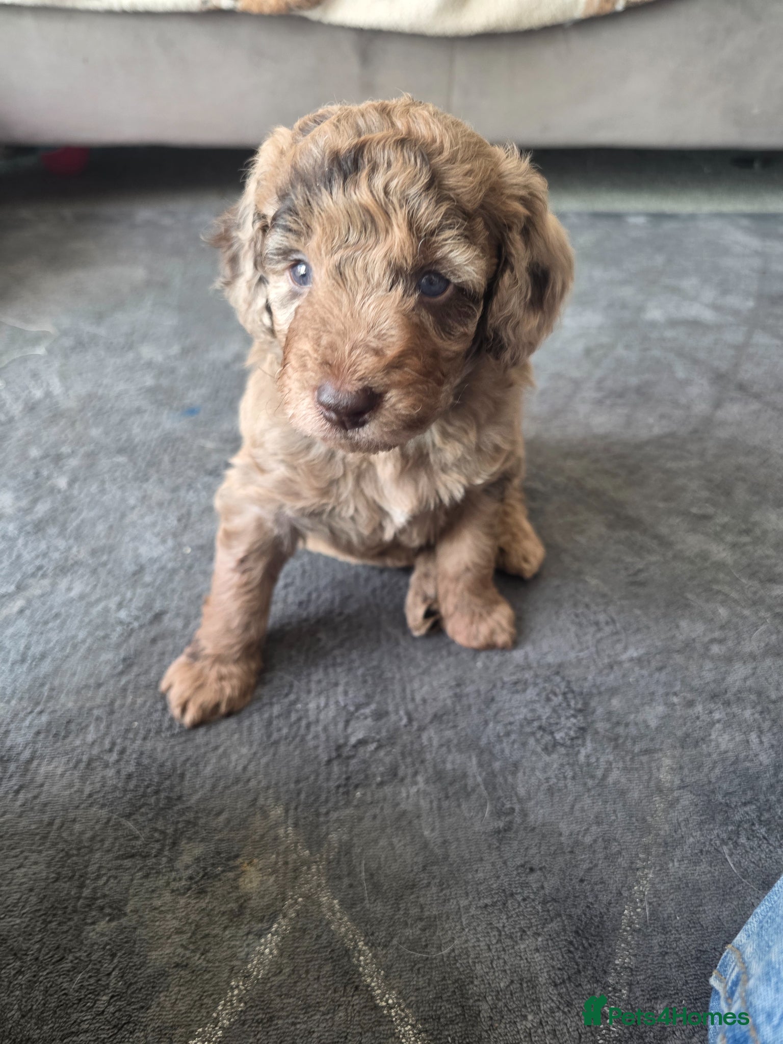 Cockapoo dogs Only 4 left 🍫 Meet Our Chocolate Cockapoos 🍫 - Advert 20
