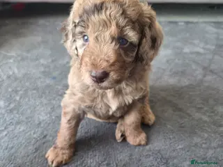 Cockapoo dogs Only 4 left 🍫 Meet Our Chocolate Cockapoos 🍫 - Advert 20
