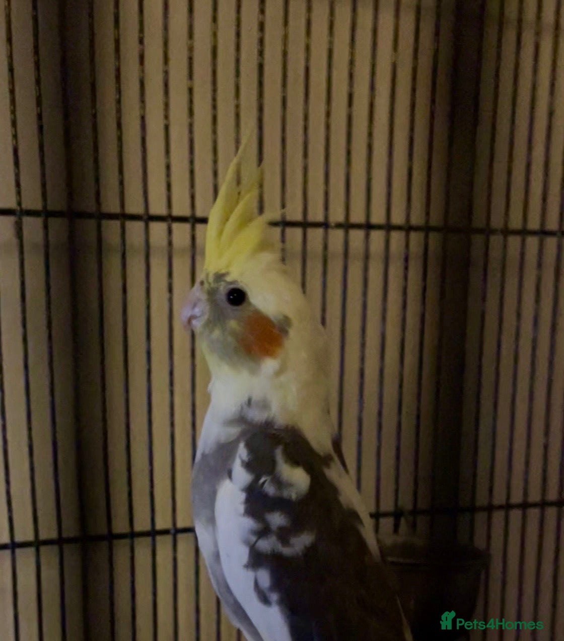 Cockatiels birds Male Cockatiel 10 weeks old  - Advert 2