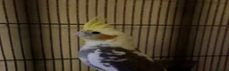 Cockatiels birds for sale: Male Cockatiel 10 weeks old  - Advert 1
