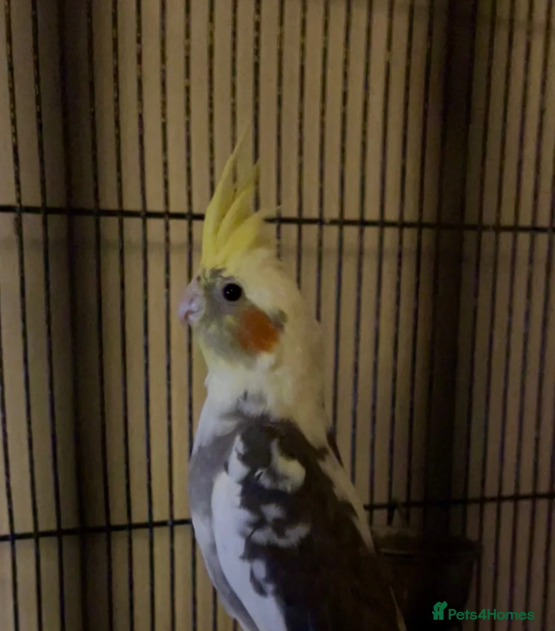 Cockatiels birds for sale: Male Cockatiel 10 weeks old  - Advert 1
