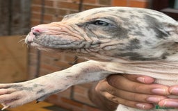 Mixed Breed dogs for sale: Old English cross, cane corsa  - Image 11