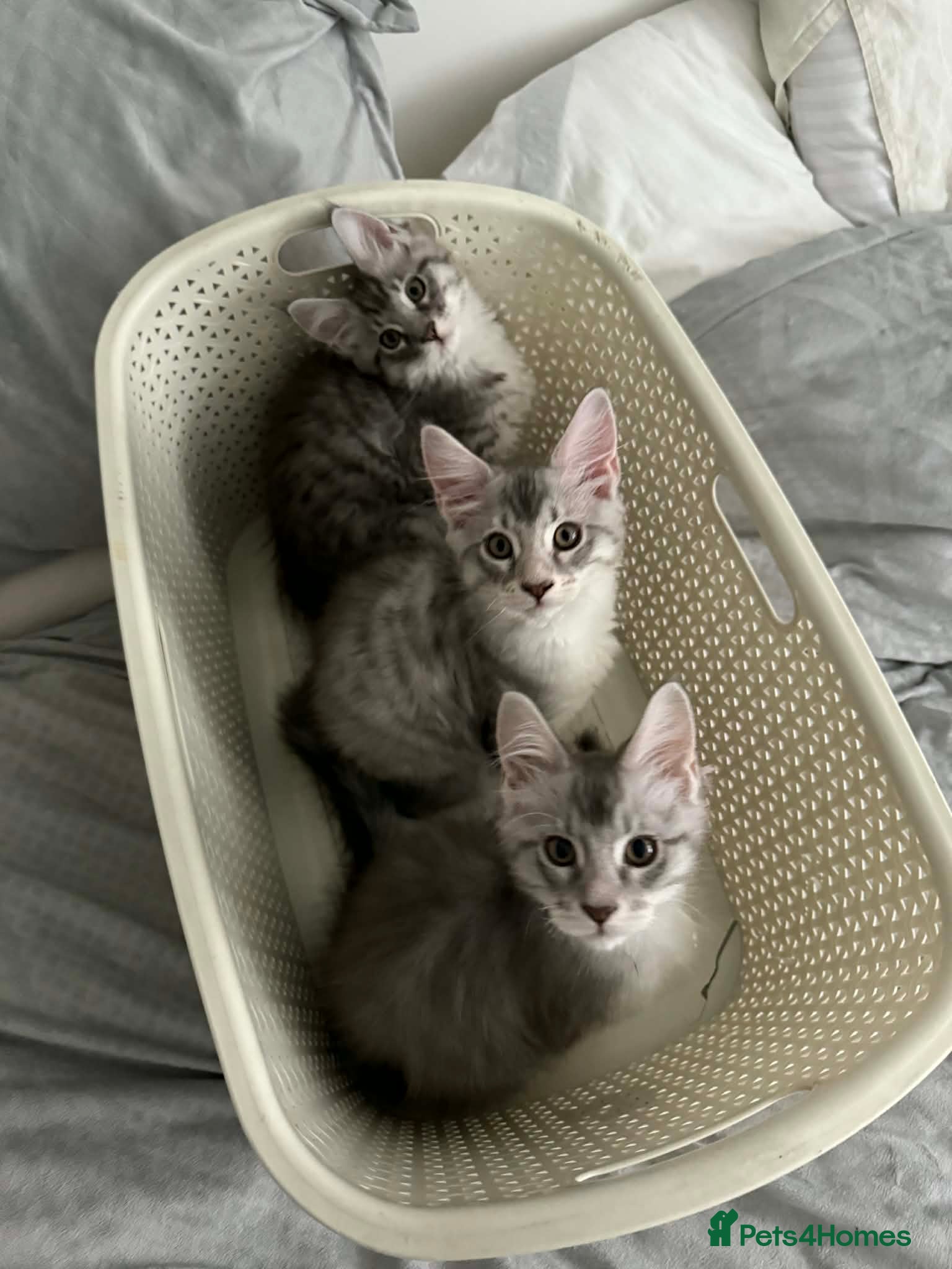 Maine Coon cats Gorgeous TICA Maine Coon Kittens - Advert 8