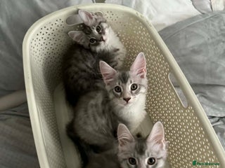 Maine Coon cats Gorgeous TICA Maine Coon Kittens - Advert 9