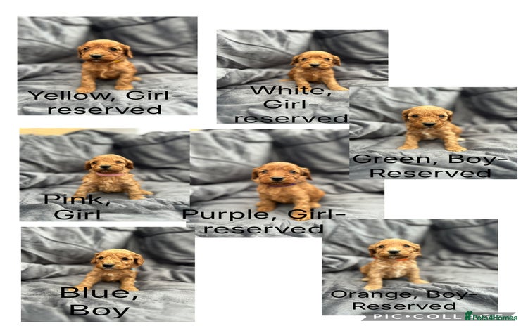 Cockapoo dogs - Advert 5