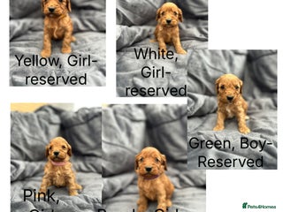 Cockapoo dogs - Advert 16