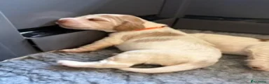 Female - Orange Roan - Orange Collar