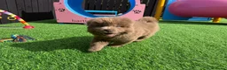 Chow Chow dogs for sale: Exotic colour male chow chow puppies for sale  - Advert 8