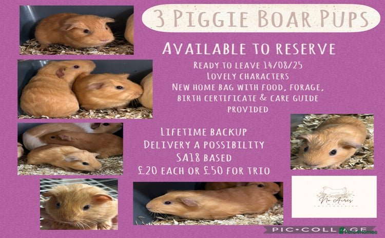 Guinea Pig rodents - Advert 1
