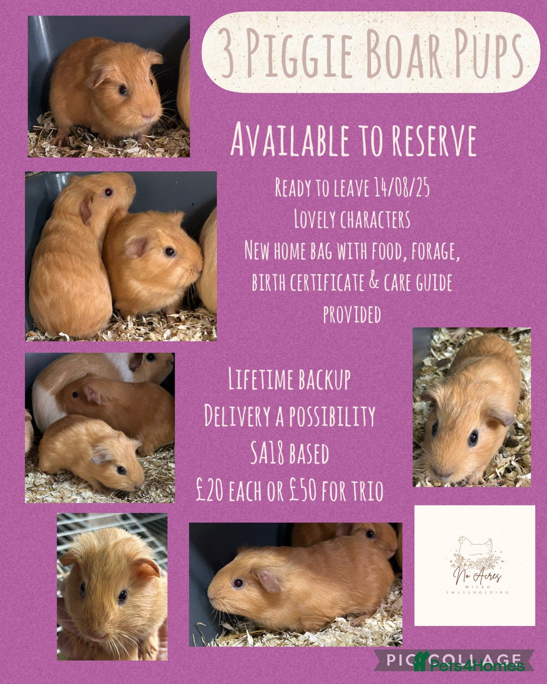 Guinea Pig rodents for sale: Guinea Pig Boar Pups - Image 1