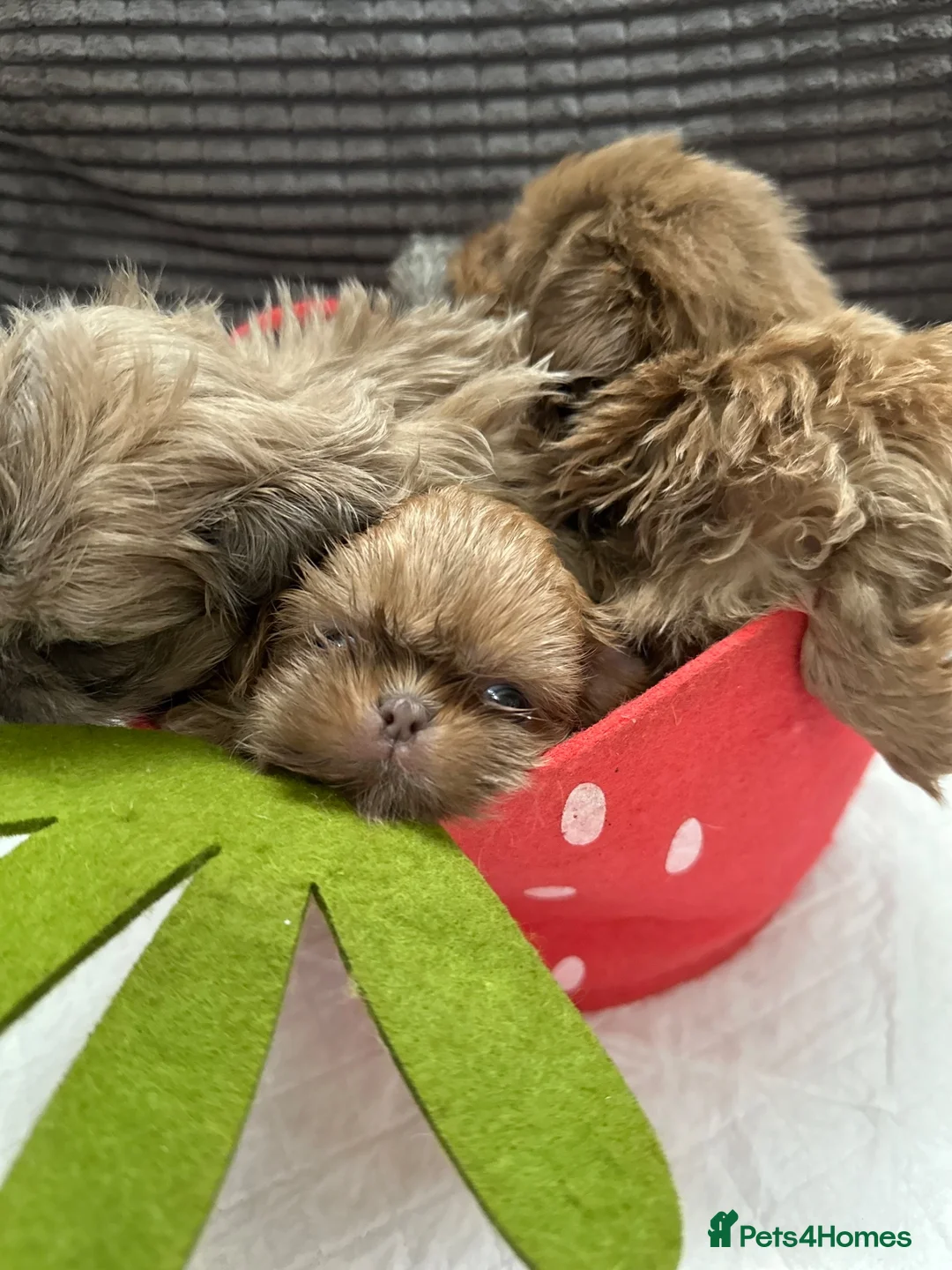 Shih Tzu dogs for sale: Imperial shihtzu puppies  - Advert 22